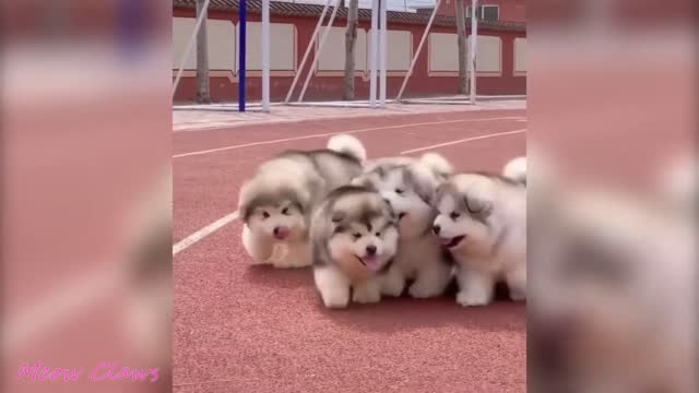 alaska malamute..baby alaskan dogs