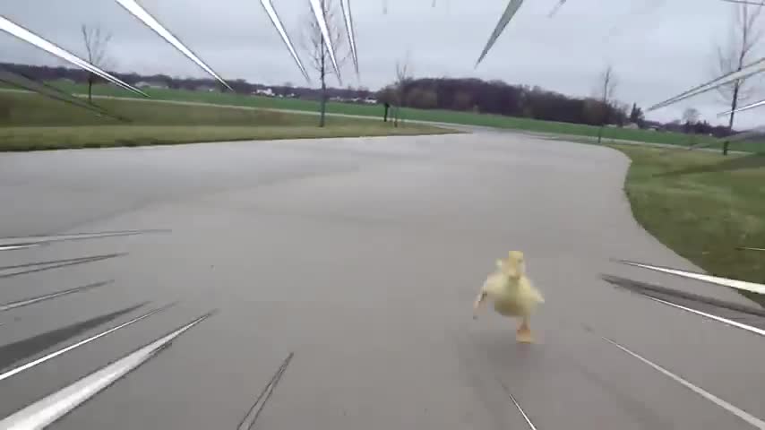 Tiny little duckling run