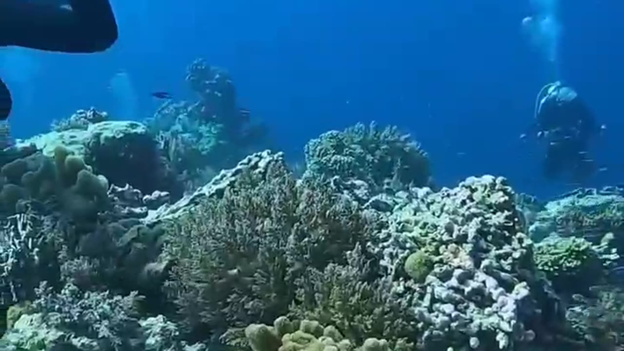 Earthquake footage underwater from divers