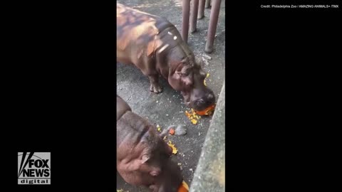 Hippos at the Philadelphia Zoo celebrate the fall season by crunching pumpkins