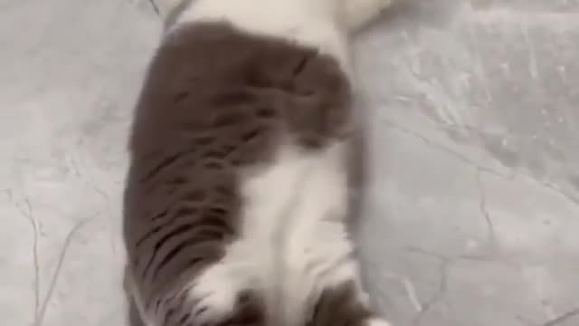 Cat cute 😄😄😄😄cat funny video