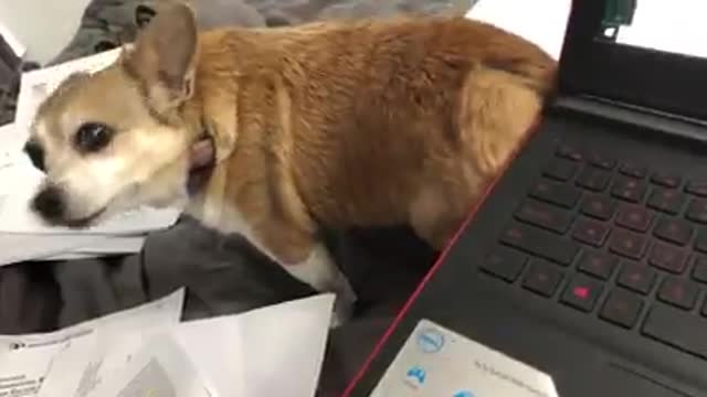 Dog Hilariously Scratches His Back Using Laptop