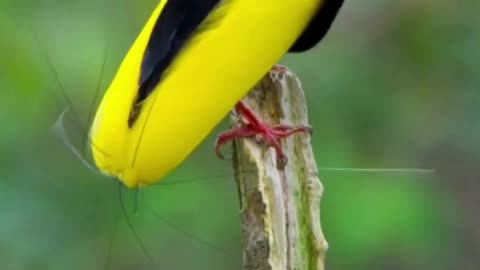 Twelve Wired Bird of Paradise | Enchanting Elegance