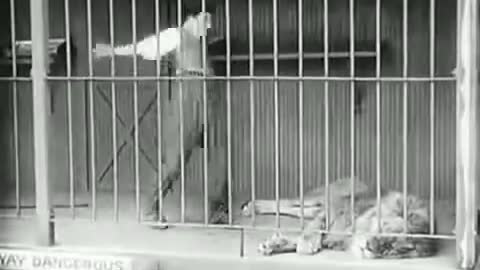 Charline Chaplin Best comedy Videos