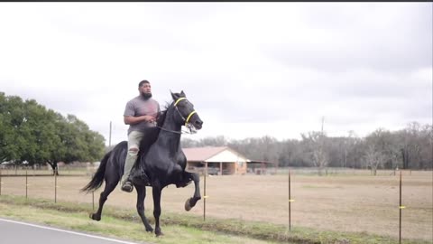 Gaited Horse 4 Beating