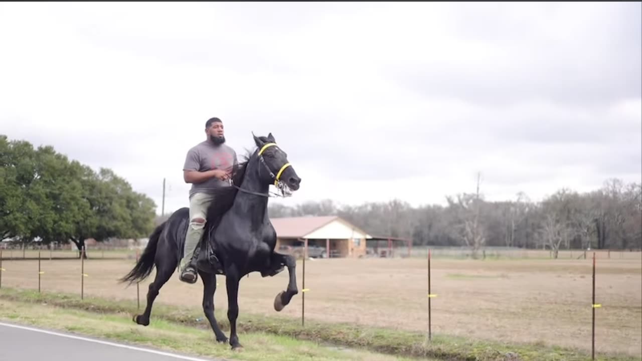 Gaited Horse 4 Beating