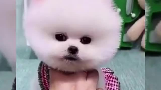 🐶 Cute puppies | Funny Dogs Videos Compilation