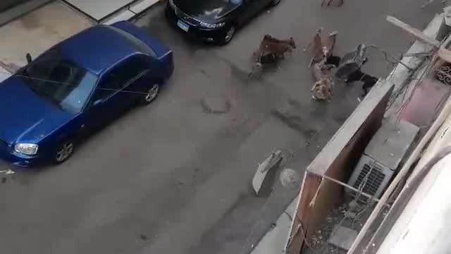 14 homeless dogs attacking another homeless dog