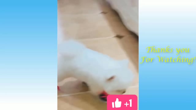 Cut dog funny videos dogs 🤣😂