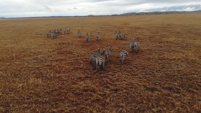 Zebras herd