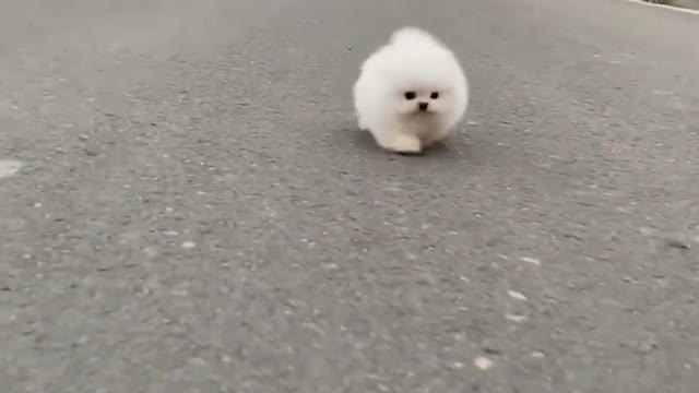 AMAZING! How this adorable tiny fluffy dog is trying to catch up with you. Cute funny pets.