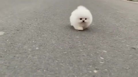 AMAZING! How this adorable tiny fluffy dog is trying to catch up with you. Cute funny pets.