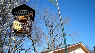 Carolina Wren March 29, 2021