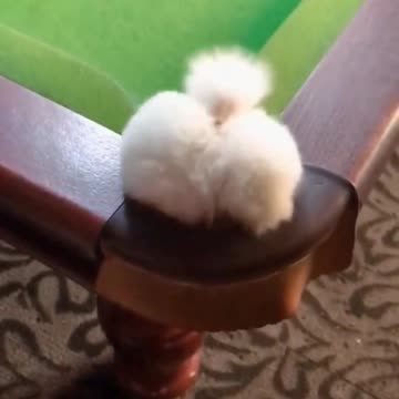 Charming pup unintentionally fell into the opening.