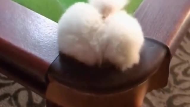 Charming pup unintentionally fell into the opening.