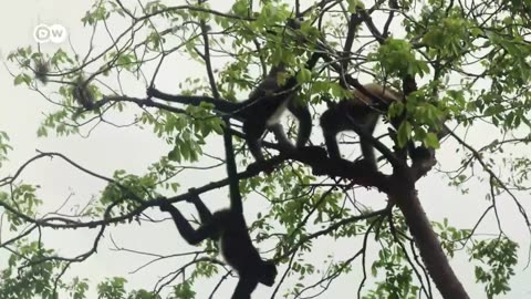 How fires are destroying Bolivias forests DW Documentary_720p