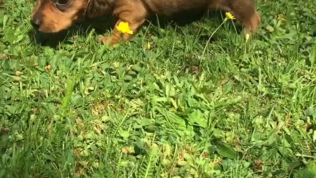 Miniature dachshund puppy