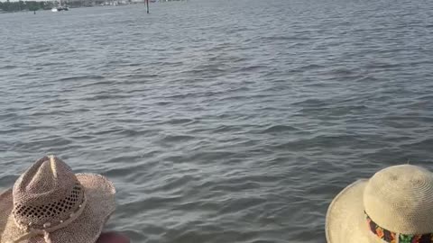 Dolphins Wanted Say Hi Or Food I Still Lament Not Throwing Them Food~ What A Heart On Me
