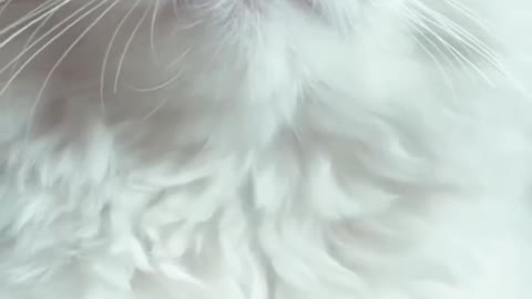 cute cat 🤗 new cat WhatsApp status new trending insta reels new cute cat status reels insta pretty 🐈