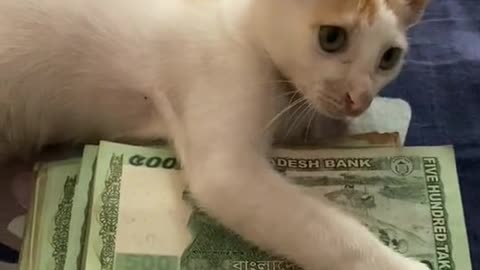 cat is playing with money