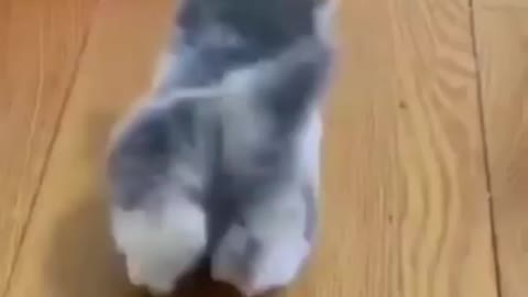 Walking like a champ