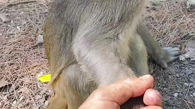 Ha ha, lovely little monkey