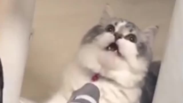 Cats Sing When They Hear The Smell Of Socks -Cat's Funny Video 🤣🤣