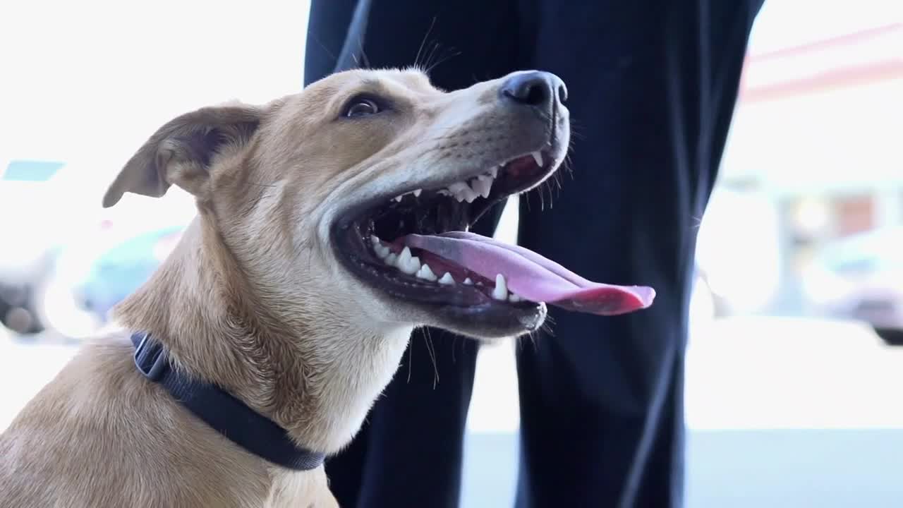 Dog looks at camera slow motion