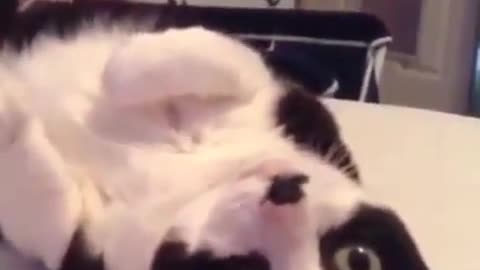 Funny cat singing