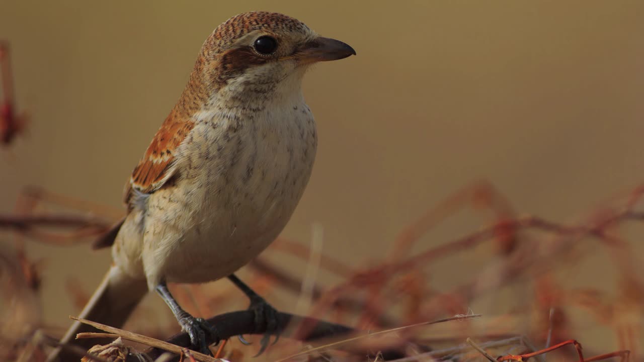 The Red Backed Shrike: Close Up HD Footage (Lanius collurio)