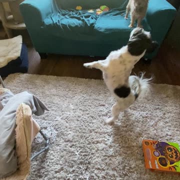 Marble plays balloon toss!