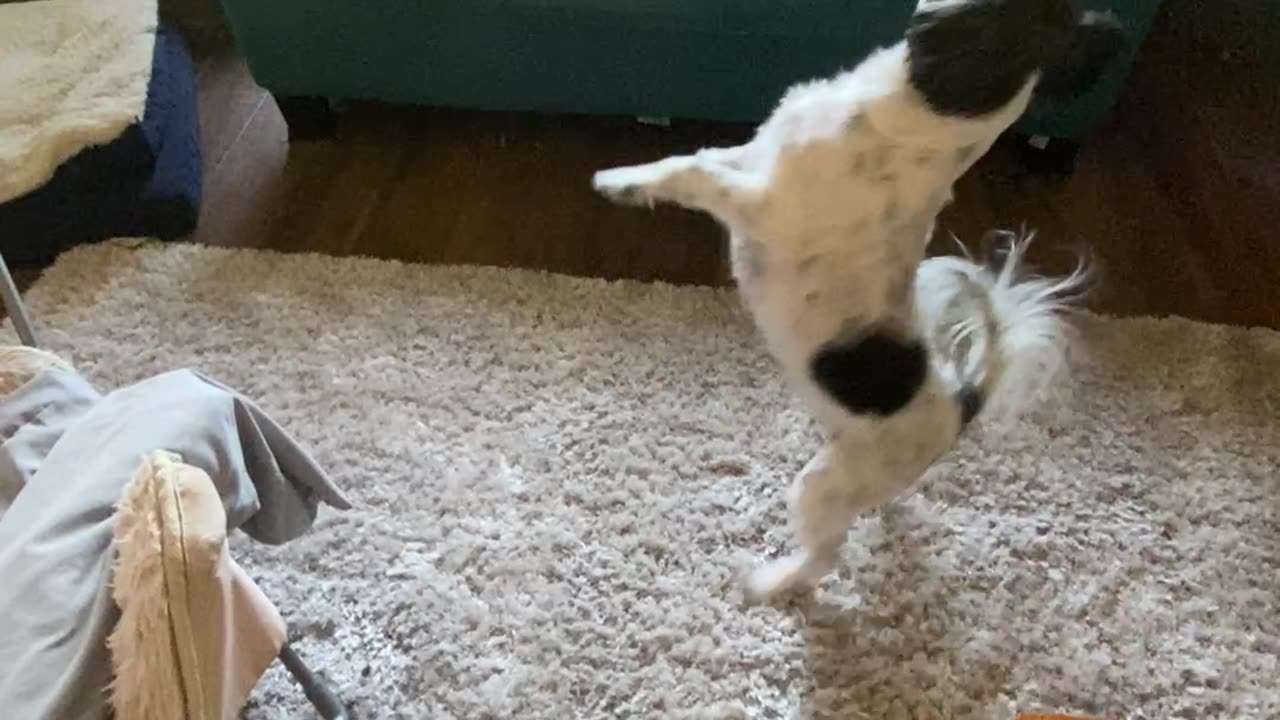 Marble plays balloon toss!