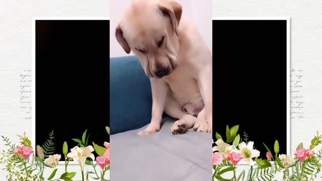 You will gets STOMACH ACHE FROM LAUGHING SO HARD🐶