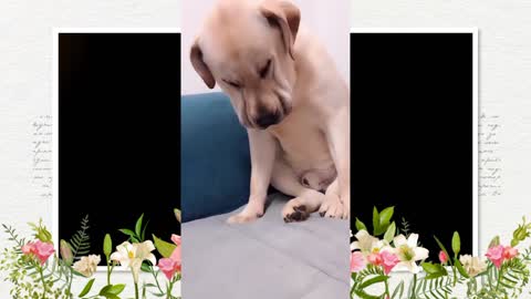 You will gets STOMACH ACHE FROM LAUGHING SO HARD🐶
