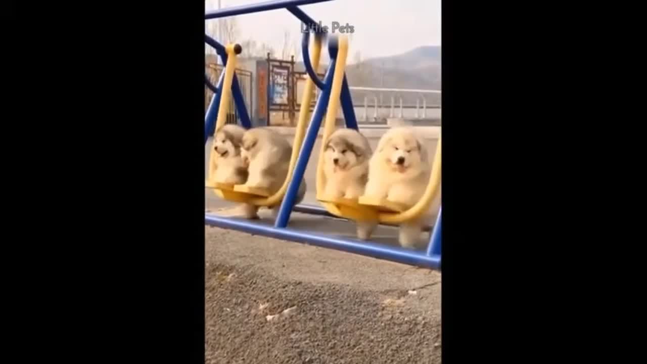 Cute Puppies Riding On Swing 🤗 | Cute Puppies | TheSPARROW
