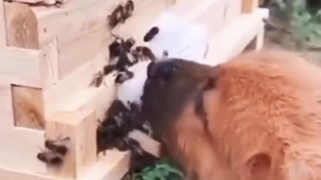 Lol,the dog is tough. Please see to the end🤣