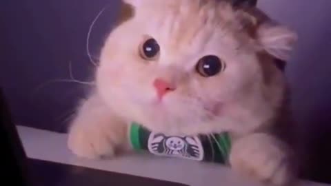 cutecatwooowsmartandfunny