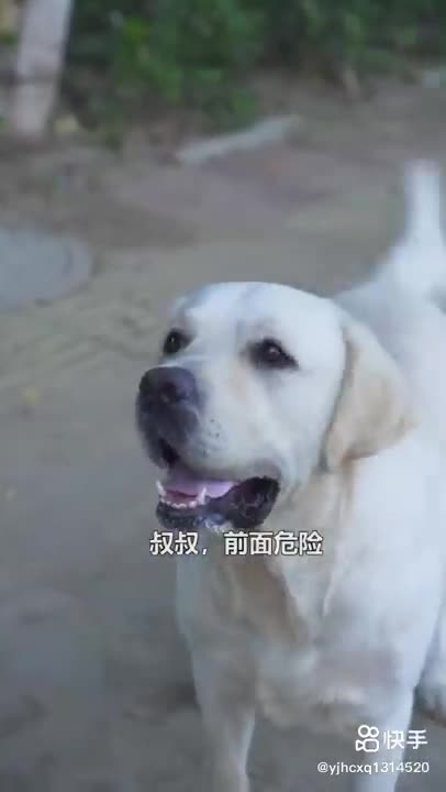 DOG Save blind man life 🐶❤️(PT-Cachorro Salva Cego)