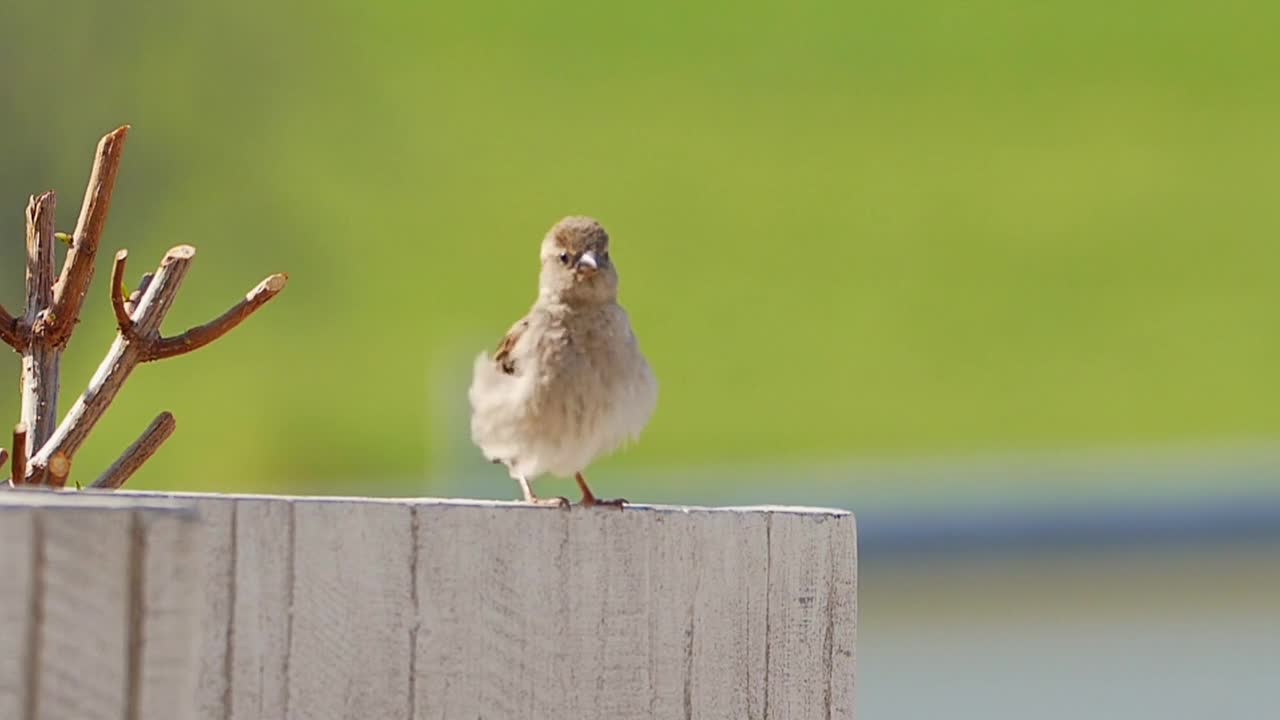 Sparrow Bird Dance