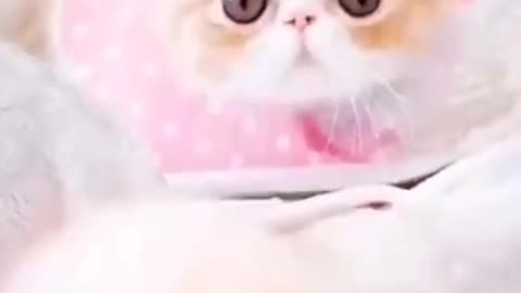 Best of the Funny Animal videos