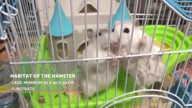 how to care for your hamsters