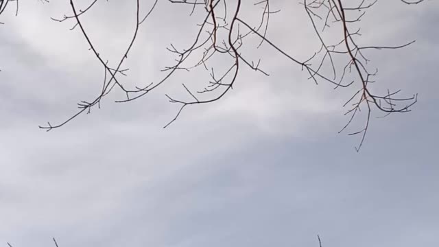 Bald eagle flying