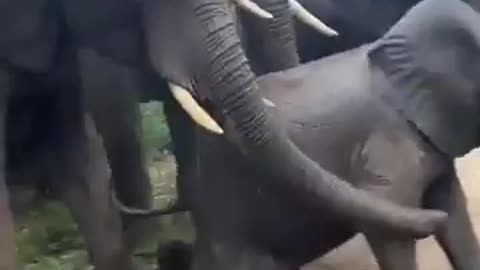 This is how older elephants respond to a younger one's fall with collective defense