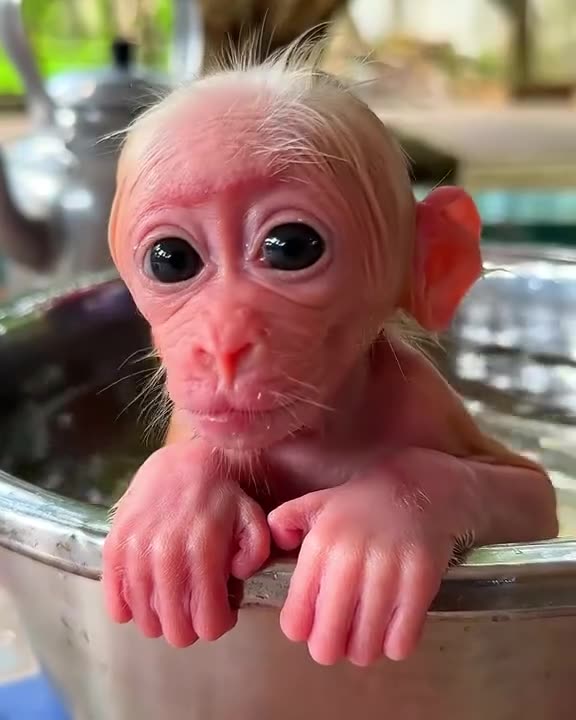 Spa Day for a Monkey