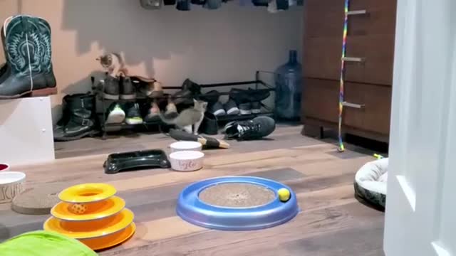 Rescued Kittens Ecstatic To Discover Toys ๐๐ฝFor The First Time