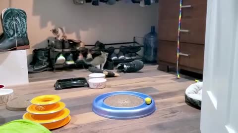 Rescued Kittens Ecstatic To Discover Toys 👏🏽For The First Time