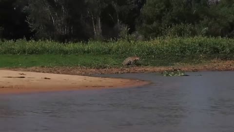 Moments of the animal world in the extreme