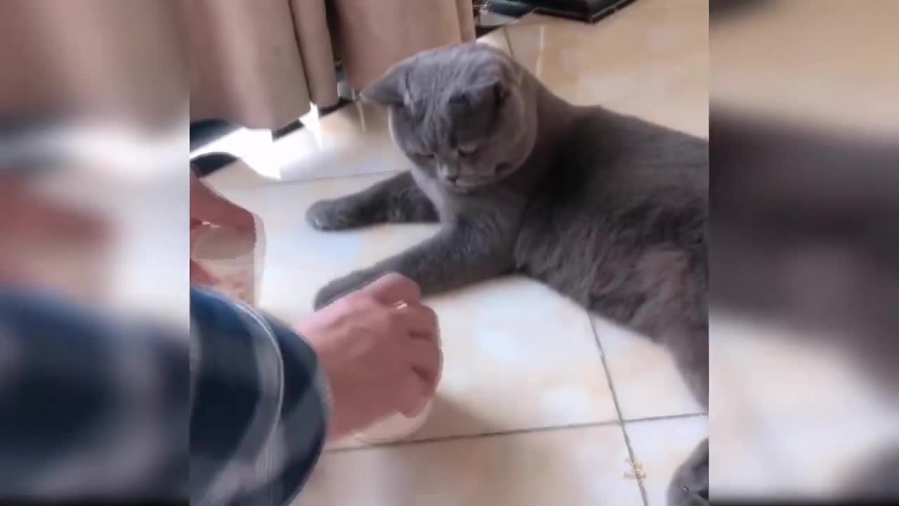 compilation of cute cats #001