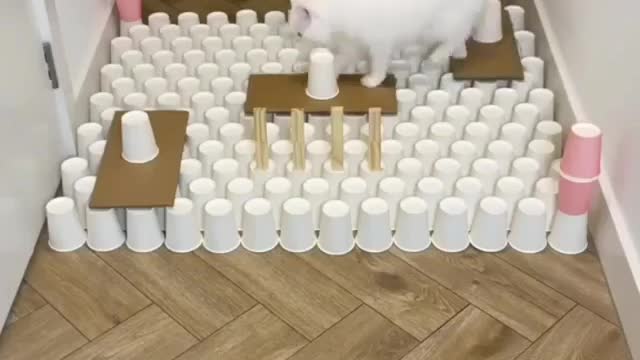 Smart cat 🙀 at home