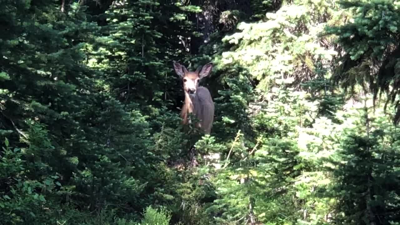 Deer licking his lips